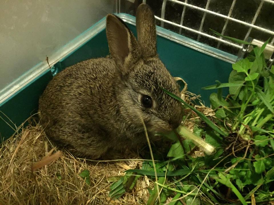 Baby Rabbit