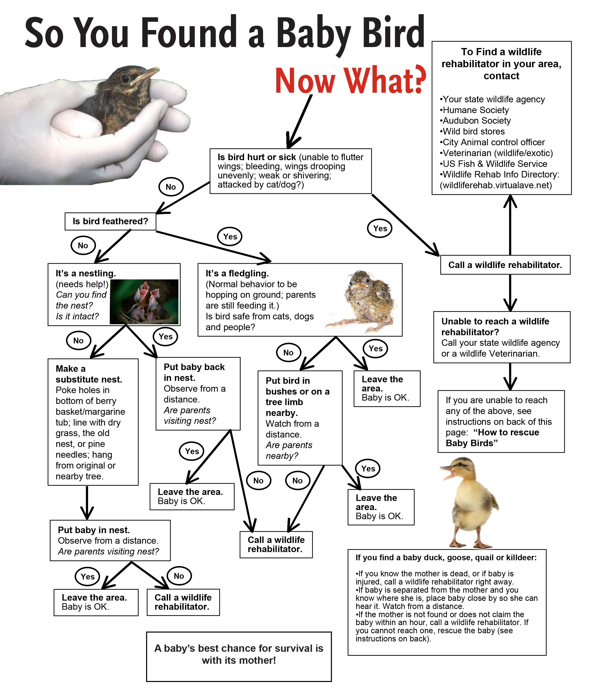 Baby Bird Age Chart