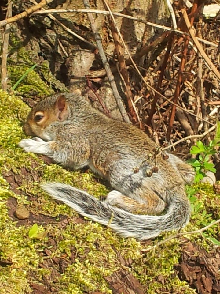 Baby Squirrel