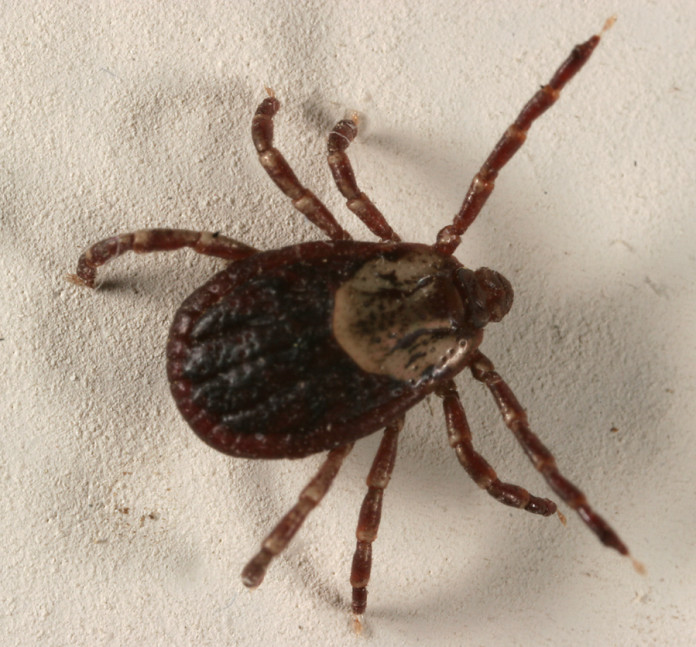 Dermacentor Tick