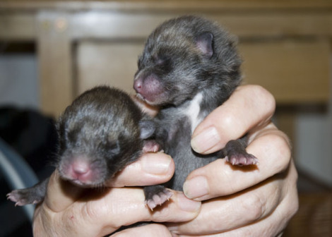 Orphan Animal Season - What to do? 4 | Morley Veterinary Practice Ltd West Hallam 6a010535647bf3970b01347fbbedc2970c 800wi | Morley Veterinary Practice Ltd West Hallam