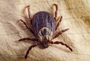 Dog Tick